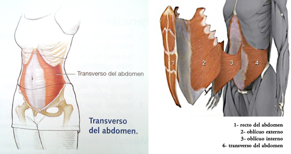 Musculatura del abdomen