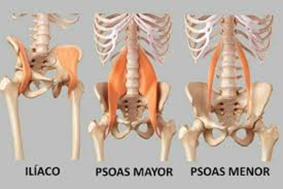 curvatura lumbar frontal