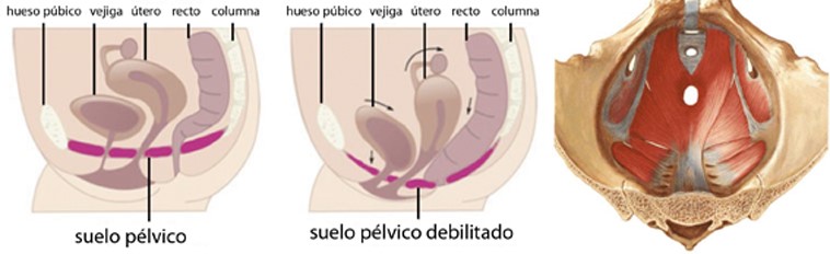 Importancia del Suelo pélvico
